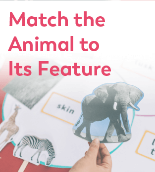 Discover Early Years - STEM for Kids - Match the Animal to its Features